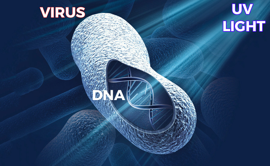 UV light breaks the DNA of viruses and bacteria